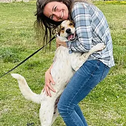 Koala, Australian Cattle Dog mix