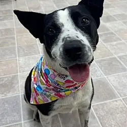 Baby Gurl, Australian Cattle Dog Blue Heeler mix