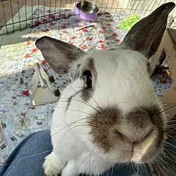 Mrs Potts, English Spot mix