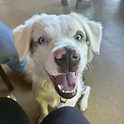 Pongo, Australian Shepherd Mutt mix