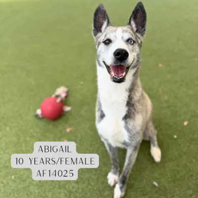 Abigail, Cattle Dog and Husky mix