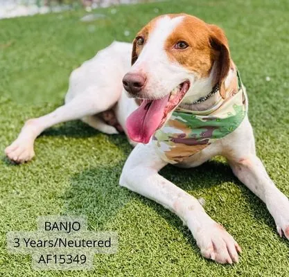 Banjo, Hound
