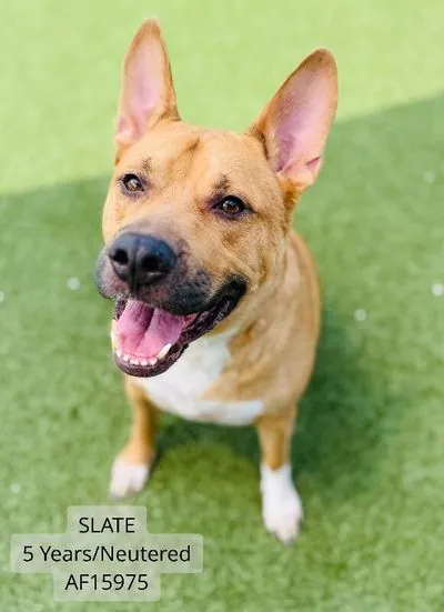 Slate, Shepherd mix