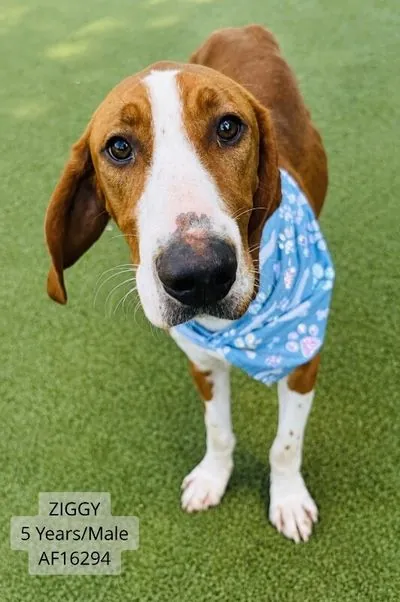 Ziggy, Foxhound
