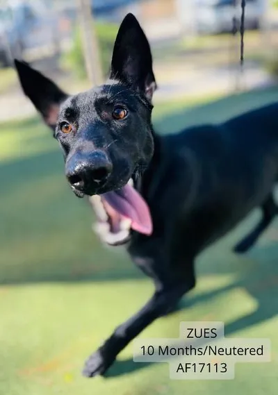 Zeus, German Shepherd Dog