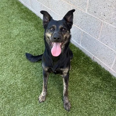 Bath, Cattle Dog, Australian (Blue Heeler) and Shepherd mix