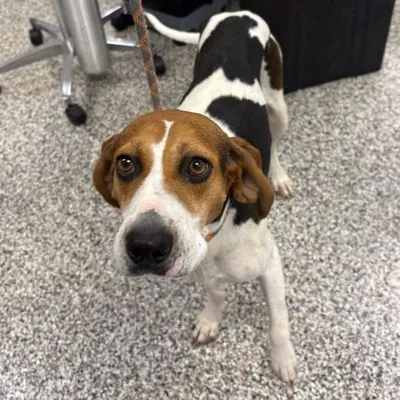 Hizzie, Foxhound, English
