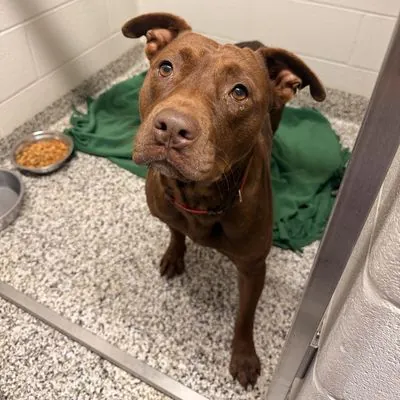 Bambi, Terrier, Pit Bull