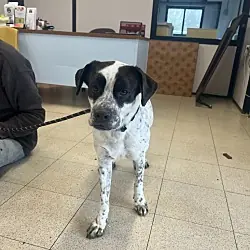 Oreo A1673, Labrador Retriever Cattle Dog mix