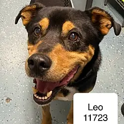 Leo 11723, Rottweiler Labrador Retriever mix