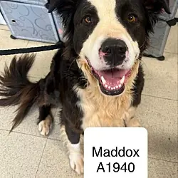 Maddox A1940, Australian Shepherd Mixed Breed (Medium) mix