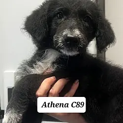 Athena C89, Poodle (Standard) Shepherd (Unknown Type) mix