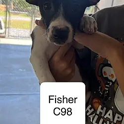 Fisher C98, Chihuahua Jack Russell Terrier mix