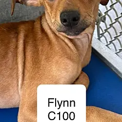 Flynn C100, Chihuahua Jack Russell Terrier mix