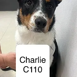 Charlie C110, Australian Shepherd