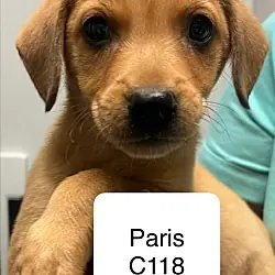 Paris C118, Terrier (Unknown Type, Small) Mixed Breed (Medium) mix