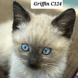 Griffin C124, Siamese