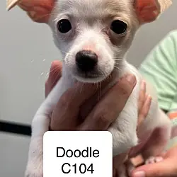 Doodle C104, Chihuahua