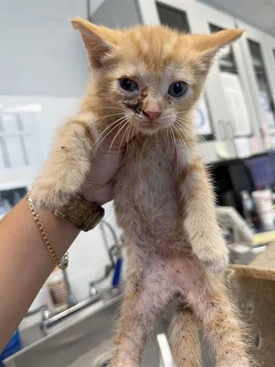 Cinnamon, cat