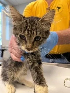 No name yet, cat