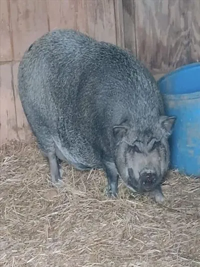 Sage, other pet