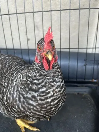 Bok Bok Choy, other pet