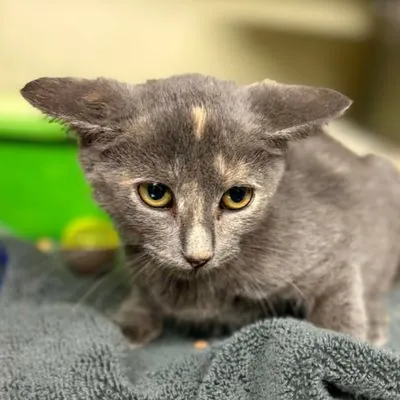 Cider, Domestic Shorthair