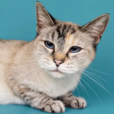 Roz, Siamese