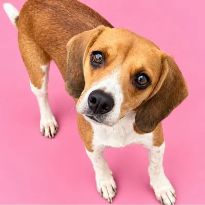 Lucy, Beagle mix