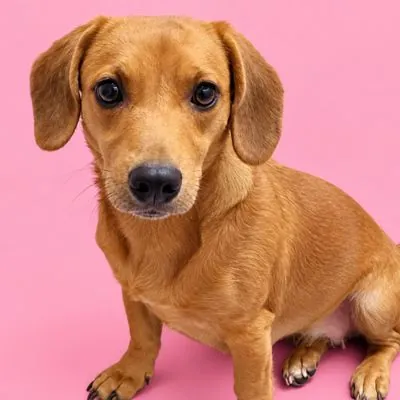 Emma, Beagle mix