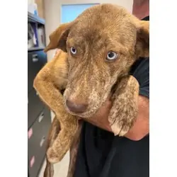 Brownie, Husky mix