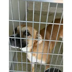 Hank, Boxer mix