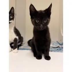 Spook, Domestic Shorthair