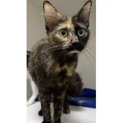 Annabelle, Domestic Mediumhair