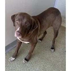 Loomis, Labrador Retriever