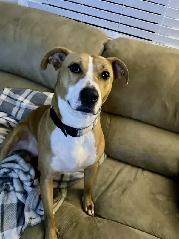 Flower, Cattle Dog mix