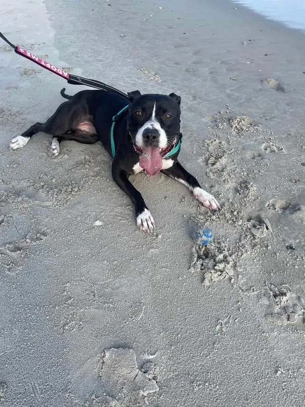 Bonnie, American Staffordshire Terrier