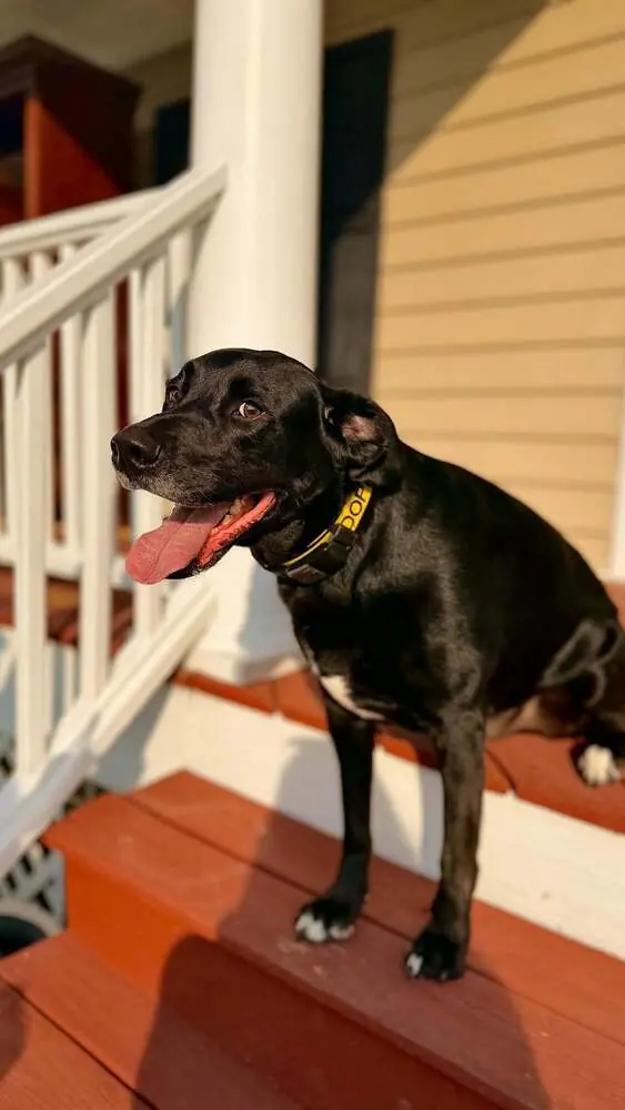 Gravy, Labrador Retriever