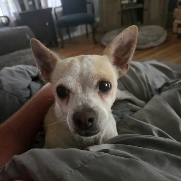Gigi, Chihuahua