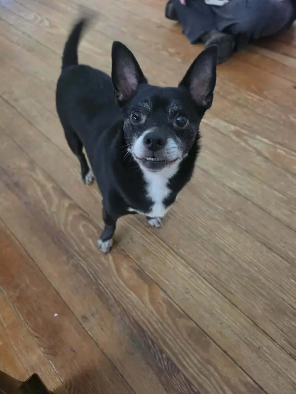 Frankie, Chihuahua