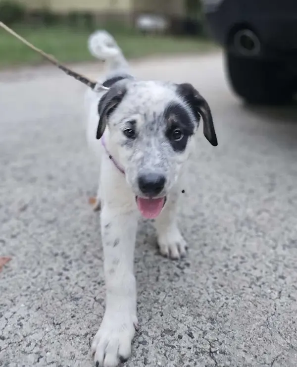 Rocco, Shepherd (Unknown Type)