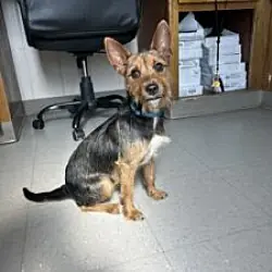 Boogie, Jack Russell Terrier mix