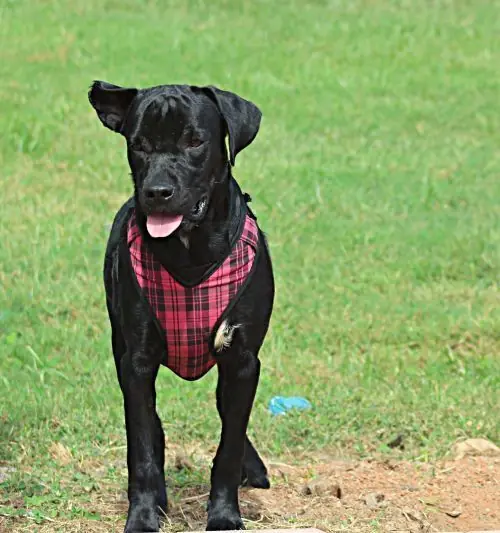 Cheerio, Labrador Retriever