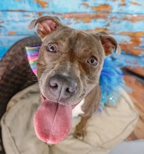 Storm, Pit Bull Terrier