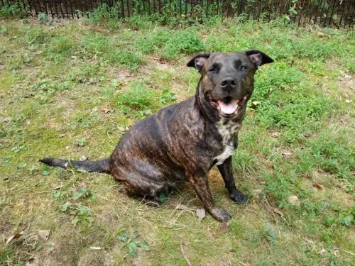 Mama, Shepherd (Unknown Type)