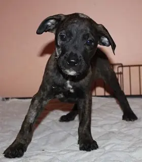 Putzie, Boxer