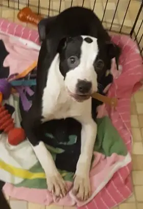 Twix, Boxer and Pit Bull Terrier mix