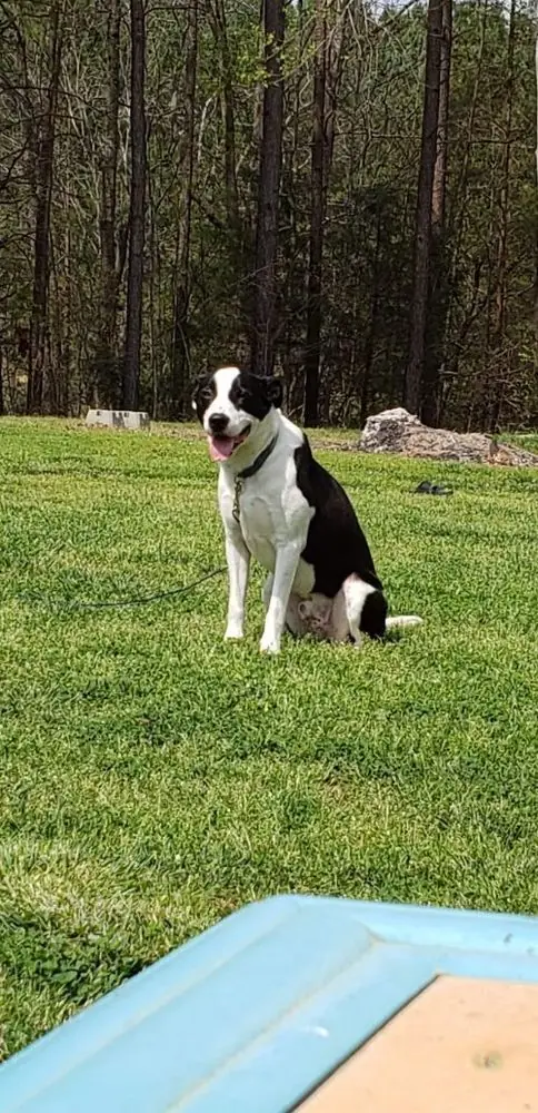 Oakley, Border Collie and Hound (Unknown Type) mix