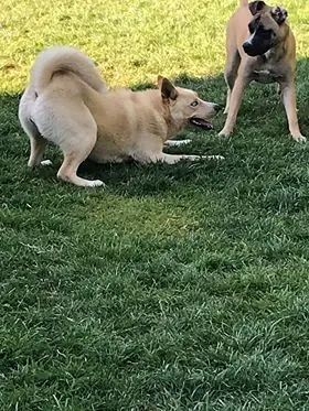 Diamond, Husky and Labrador Retriever mix