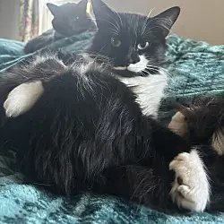 Gangster, Domestic Longhair